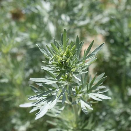 Artemisia absinthium Pot 9 cm