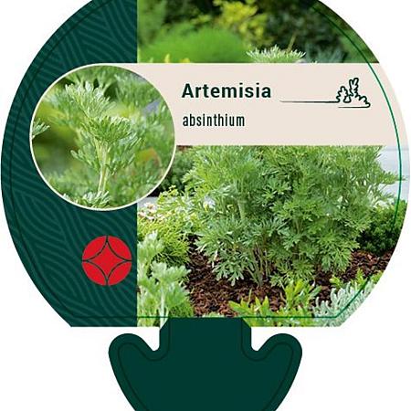 Artemisia absinthium Pot 9 cm