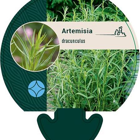 Artemisia dracunculus Pot 9 cm