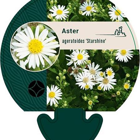 Aster ageratoides 'Starshine' Pot 9 cm