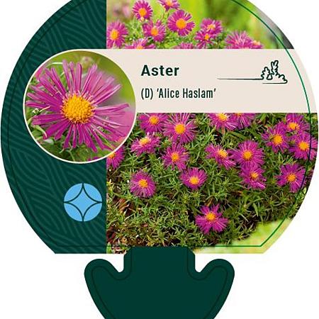 Aster (D) 'Alice Haslam' Pot 9 cm