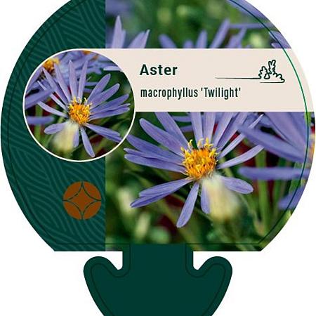 Aster macrophyllus 'Twilight' Pot 9 cm