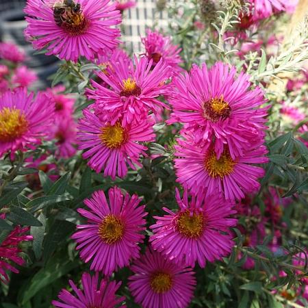 Aster (D) 'Starlight' Pot 9 cm
