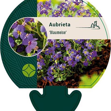 Aubrieta 'Blaumeise' Pot 9 cm