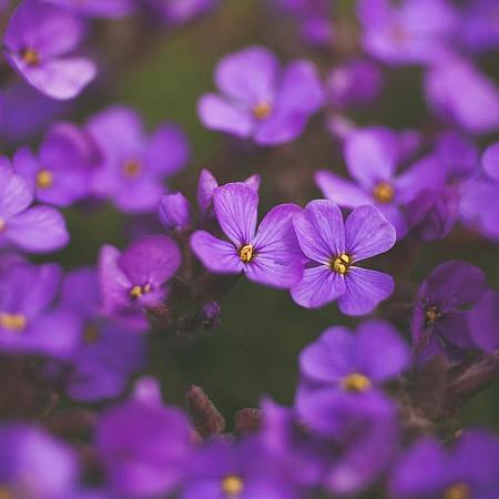 Aubrieta 'Blaumeise' Pot 9 cm