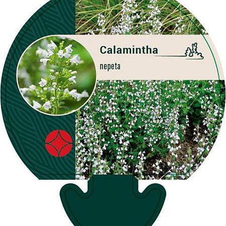 Calamintha nepeta Pot 9 cm