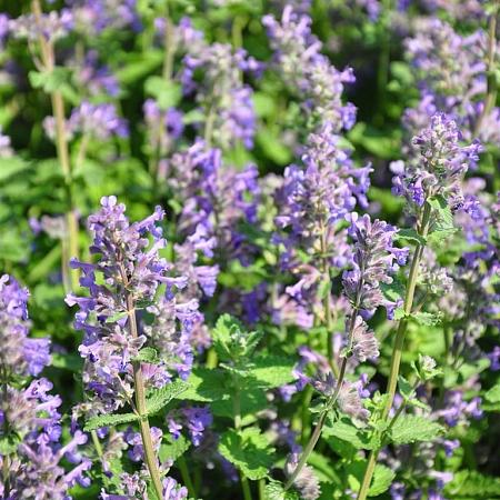 Calamintha nepeta Pot 9 cm
