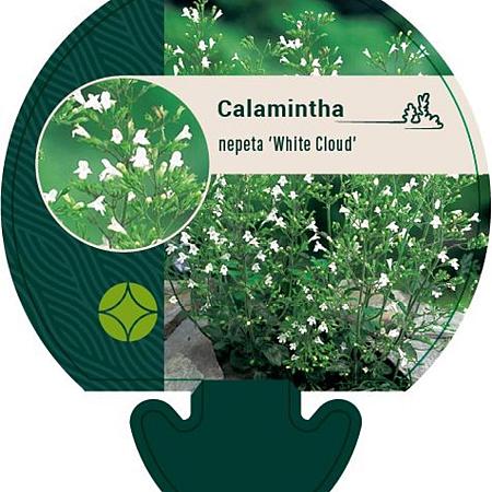 Calamintha n. 'White Cloud' Pot 9 cm