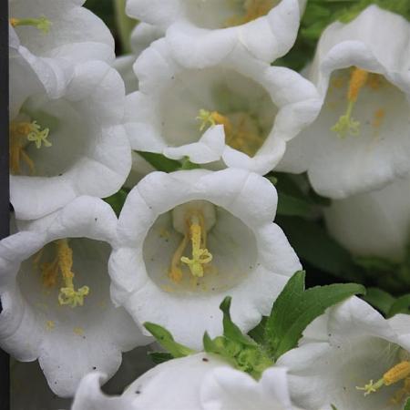 Campanula c. 'Alba' Pot 9 cm
