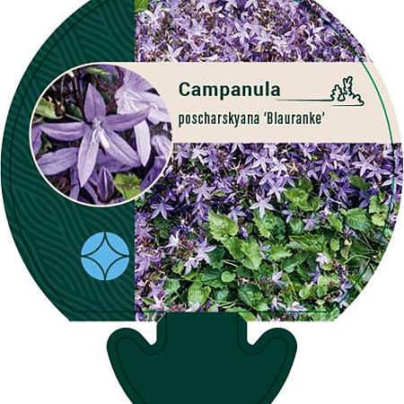 Campanula posch. 'Blauranke' Pot 9 cm
