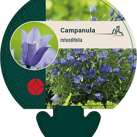 Campanula rotundifolia Pot 9 cm