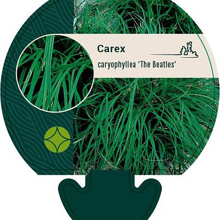 Carex caryophyllea 'the Beatles' Pot 9 cm
