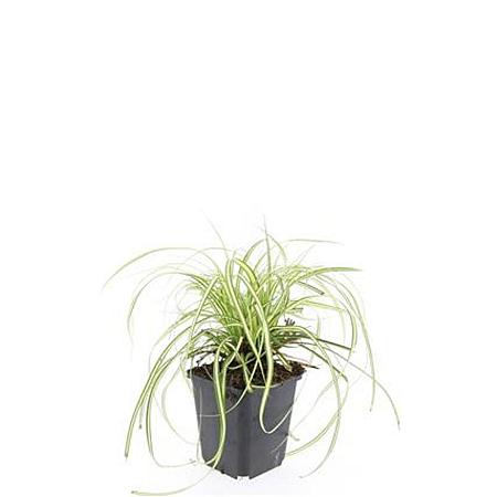 Carex oshim. 'Evergold' Pot 9 cm