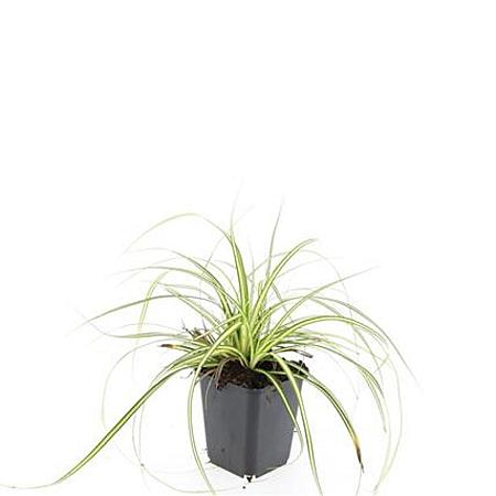 Carex oshim. 'Evergold' Pot 9 cm