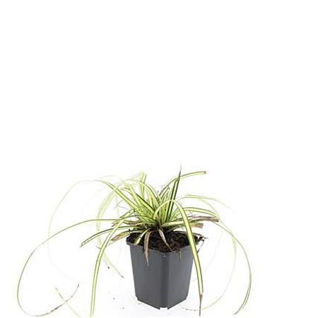 Carex oshim. 'Evergold' Pot 9 cm