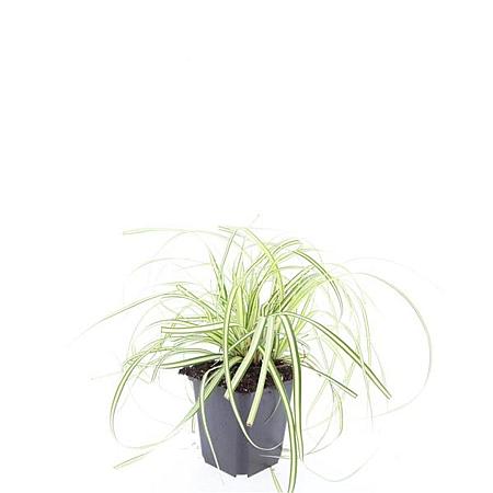 Carex oshim. 'Evergold' Pot 9 cm