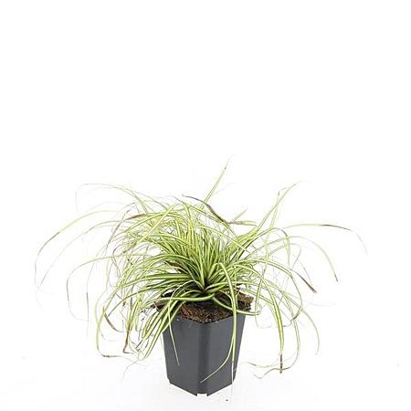 Carex oshim. 'Evergold' Pot 9 cm