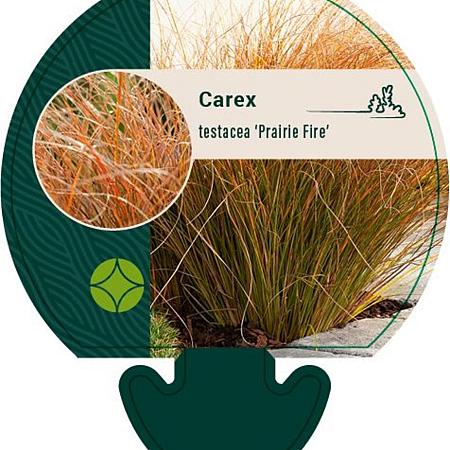 Carex testacea 'Prairie Fire' Pot 9 cm