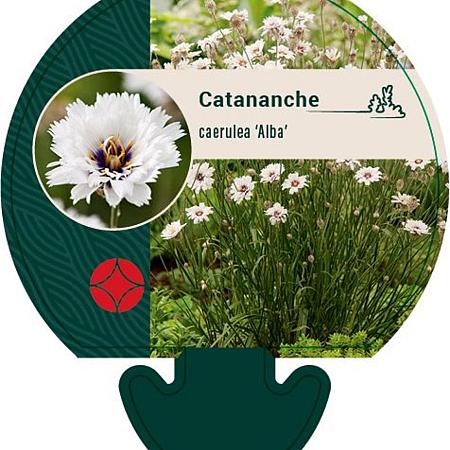 Catananche caerulea 'Alba' Pot 9 cm