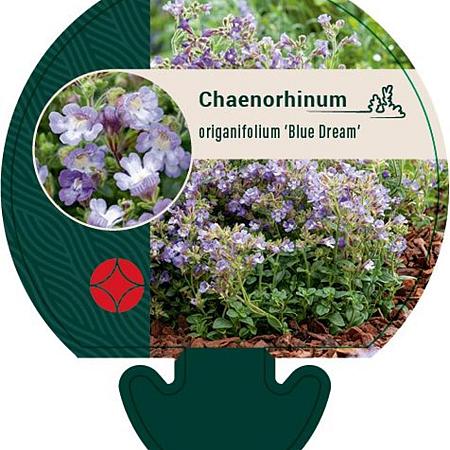 Chaenorhinum origan. 'Blue Dream' Pot 9 cm