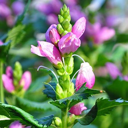 Chelone lyonii 'Hot Lips' Pot 9 cm
