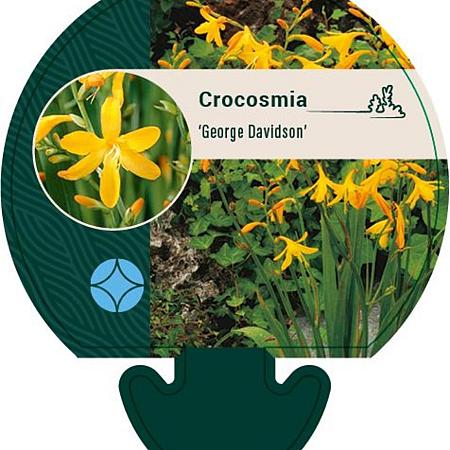 Crocosmia 'George Davidson' Pot 9 cm