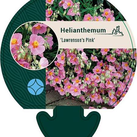 Helianthemum 'Lawrenson's Pink' Pot 9 cm