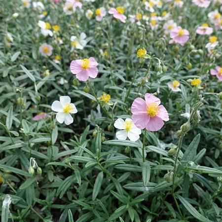 Helianthemum 'Lawrenson's Pink' Pot 9 cm