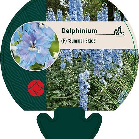 Delphinium (P) 'Summer Skies' Pot 9 cm