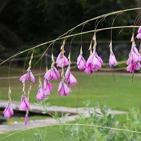 Dierama pulcherrimum Pot 9 cm