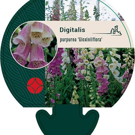 Digitalis purp. 'Gloxiniiflora' Pot 9 cm