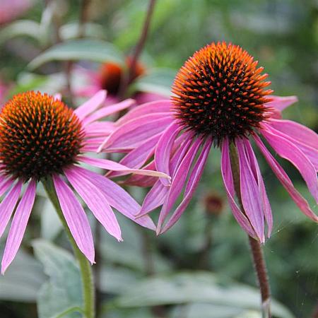 Echinacea angustifolia Pot 9 cm