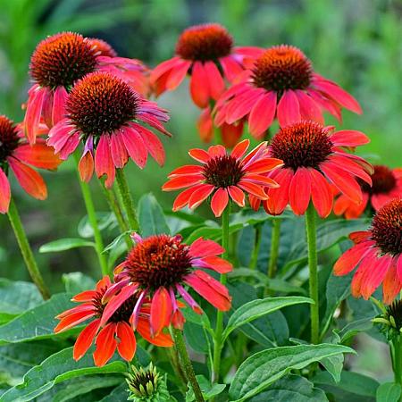 Echinacea Lakota Red Pot 9 cm