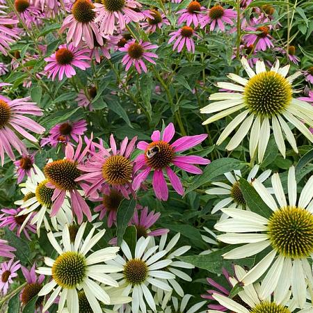 Echinacea p. 'Leuchtstern' Pot 9 cm