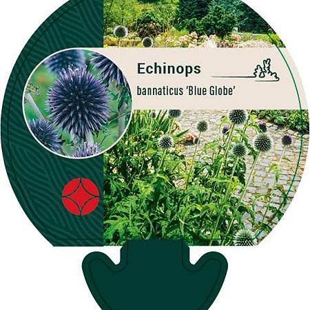Echinops bannaticus 'Blue Globe' Pot 9 cm