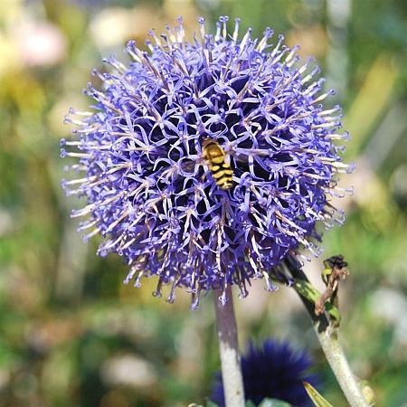 Echinops bannaticus 'Blue Globe' Pot 9 cm