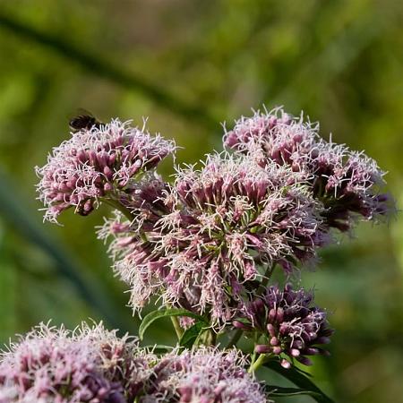 Eupatorium cannabinum Pot 9 cm