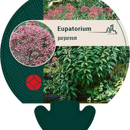 Eupatorium purpureum Pot 9 cm