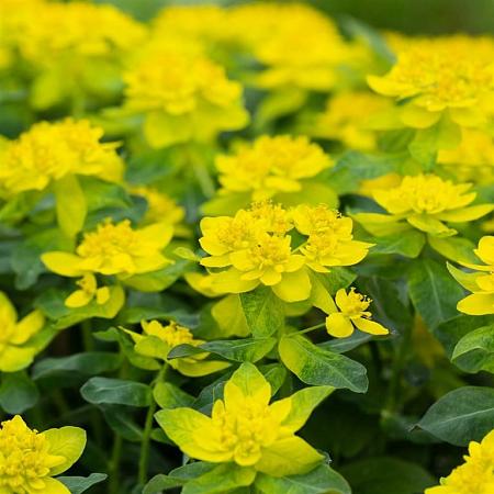 Euphorbia epithymoides Pot 9 cm