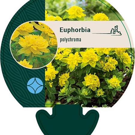 Euphorbia epithymoides Pot 9 cm