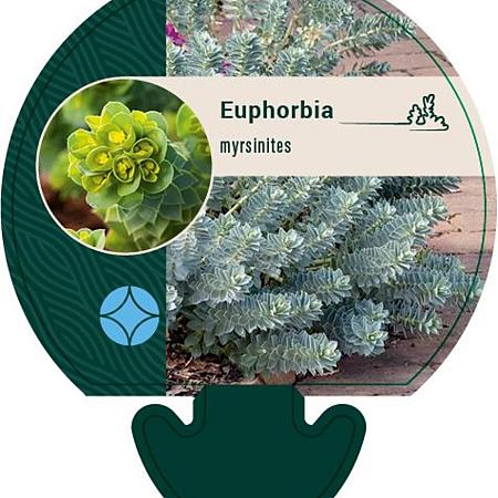 Euphorbia myrsinites Pot 9 cm