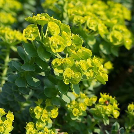 Euphorbia myrsinites Pot 9 cm