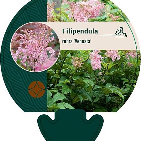 Filipendula r. 'Venusta' Pot 9 cm