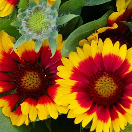 Gaillardia 'Bremen' Pot 9 cm