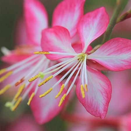 Gaura lindh. Rosy Jane Pot 9 cm
