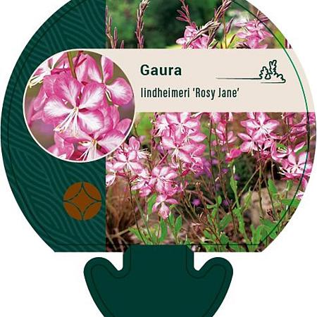 Gaura lindh. Rosy Jane Pot 9 cm