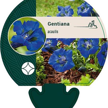 Gentiana acaulis Pot 9 cm
