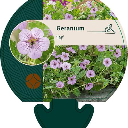 Geranium 'Joy' Pot 9 cm