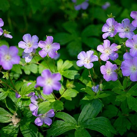 Geranium 'Spinners' Pot 9 cm