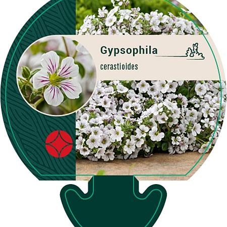 Gypsophila cerastioides Pot 9 cm